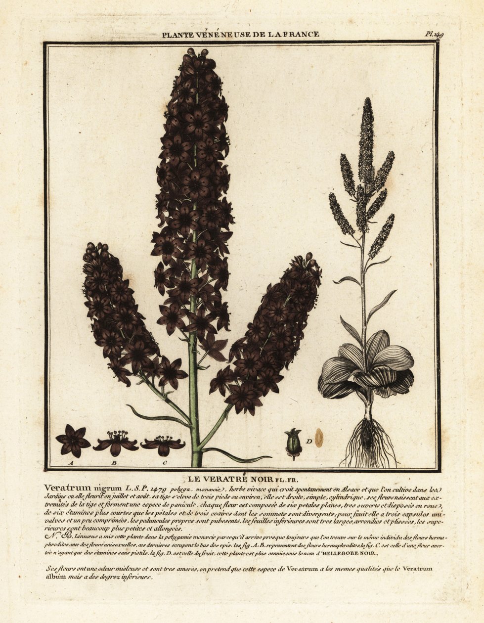 Schwarze Nieswurz, Veratrum nigrum von Unbekannter Künstler