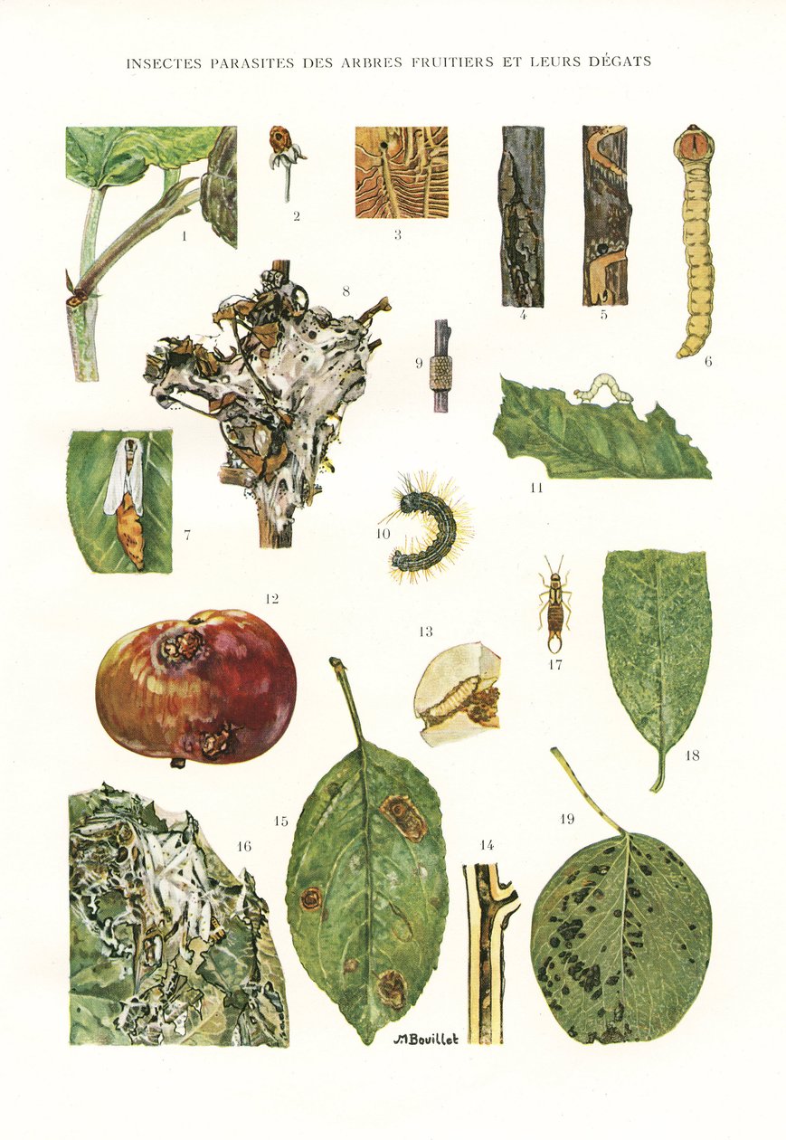 Botanische Tafel/Obstbaumparasiten von Unbekannt