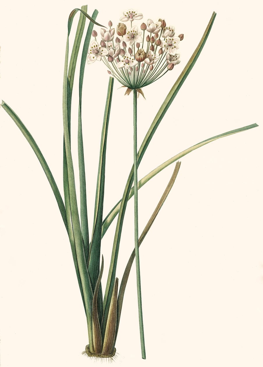 Botanische Illustration/Redouté/Butomus umbellatus/Doldenblütiger Schwanenhalm/Blumenarmband von Unbekannt