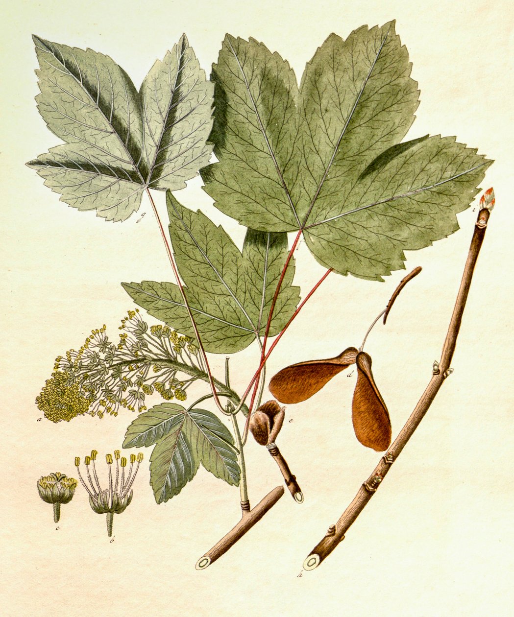 Botanische Illustration/Acer pseudoplatanus/Bergahorn von Unbekannt