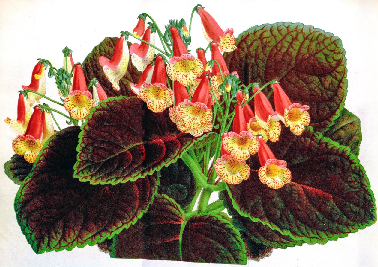 Botanische Illustration Achimenes naegelioides von Unbekannt