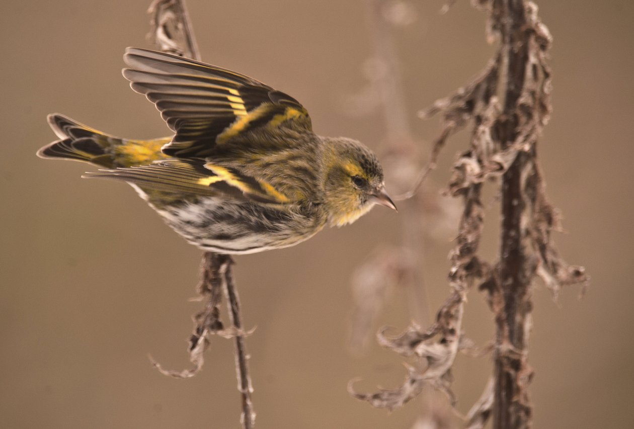 Carduelis spinus/Erlenzeisig von William M. Timlin