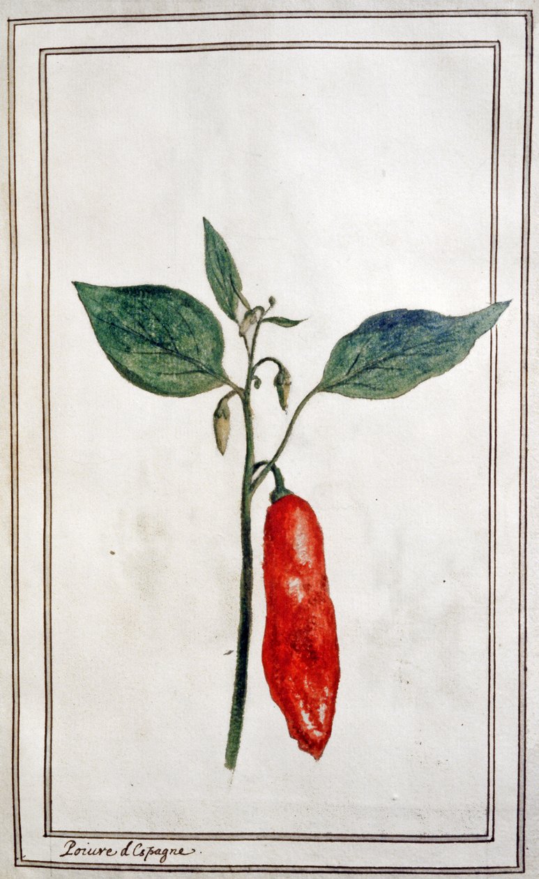 Chili, spanischer Pfeffer, ca. 1780-1800 von Unbekannter Künstler