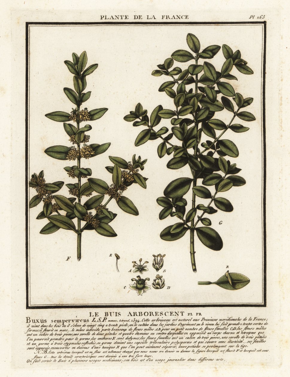 Buchsbaum, Buxus sempervirens von Unbekannter Künstler