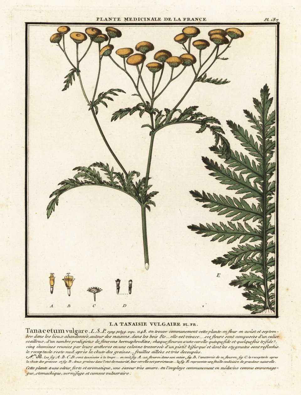 Gemeine Schafgarbe, Tanacetum vulgare von Unbekannter Künstler