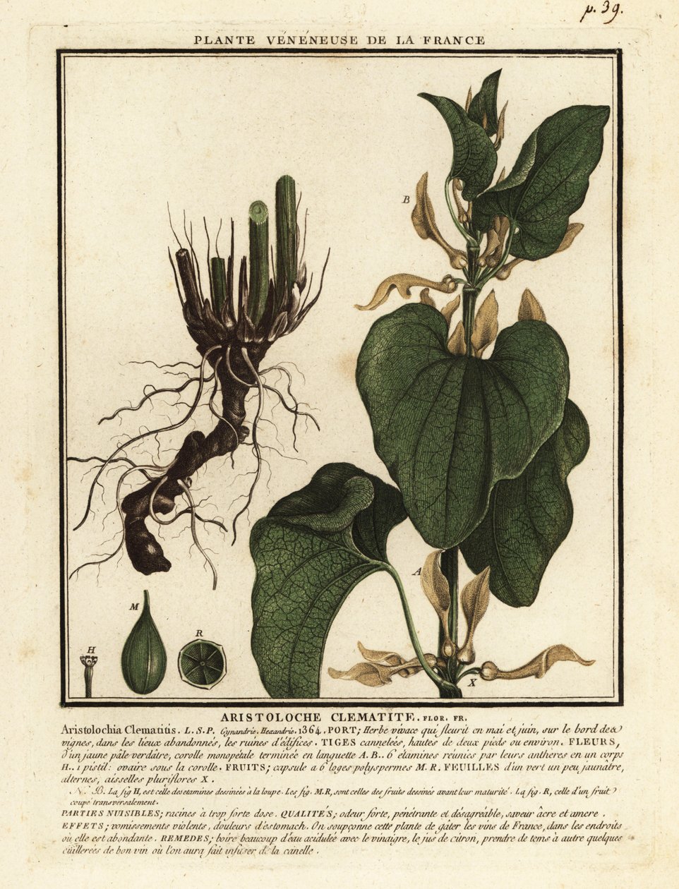 Gewöhnliche Osterluzei, Aristolochia clematitis von Unbekannter Künstler