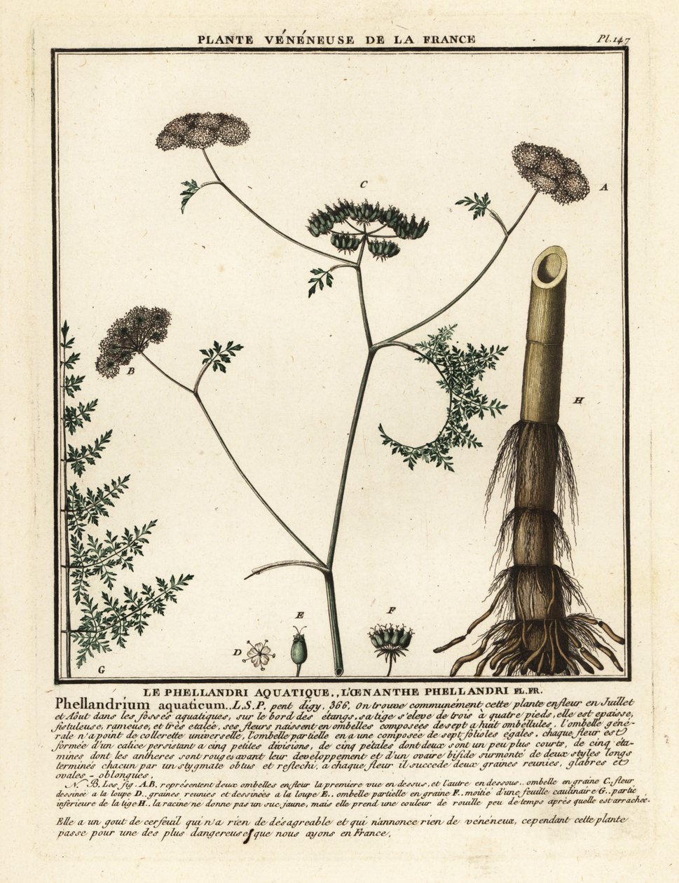 Feinblättriger Wasserfenchel, Oenanthe aquatica von Unbekannter Künstler