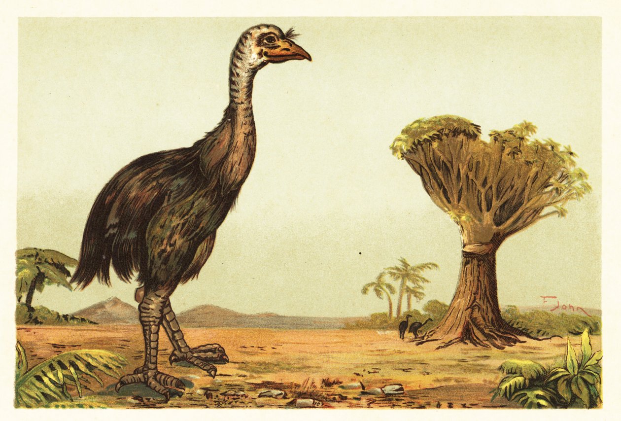 Riesenmoa und Drachenbaum (Lithografie) von Unbekannter Künstler