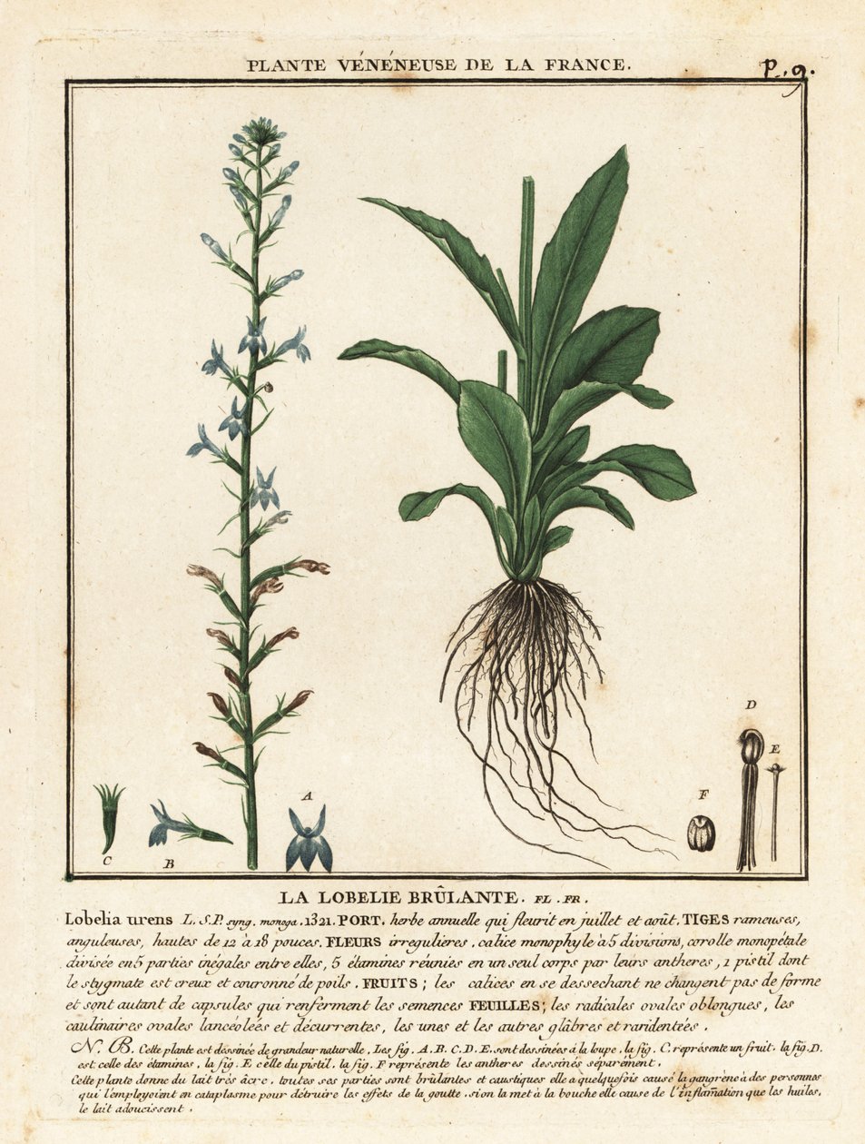 Heide-Lobelie, Lobelia urens von Unbekannter Künstler