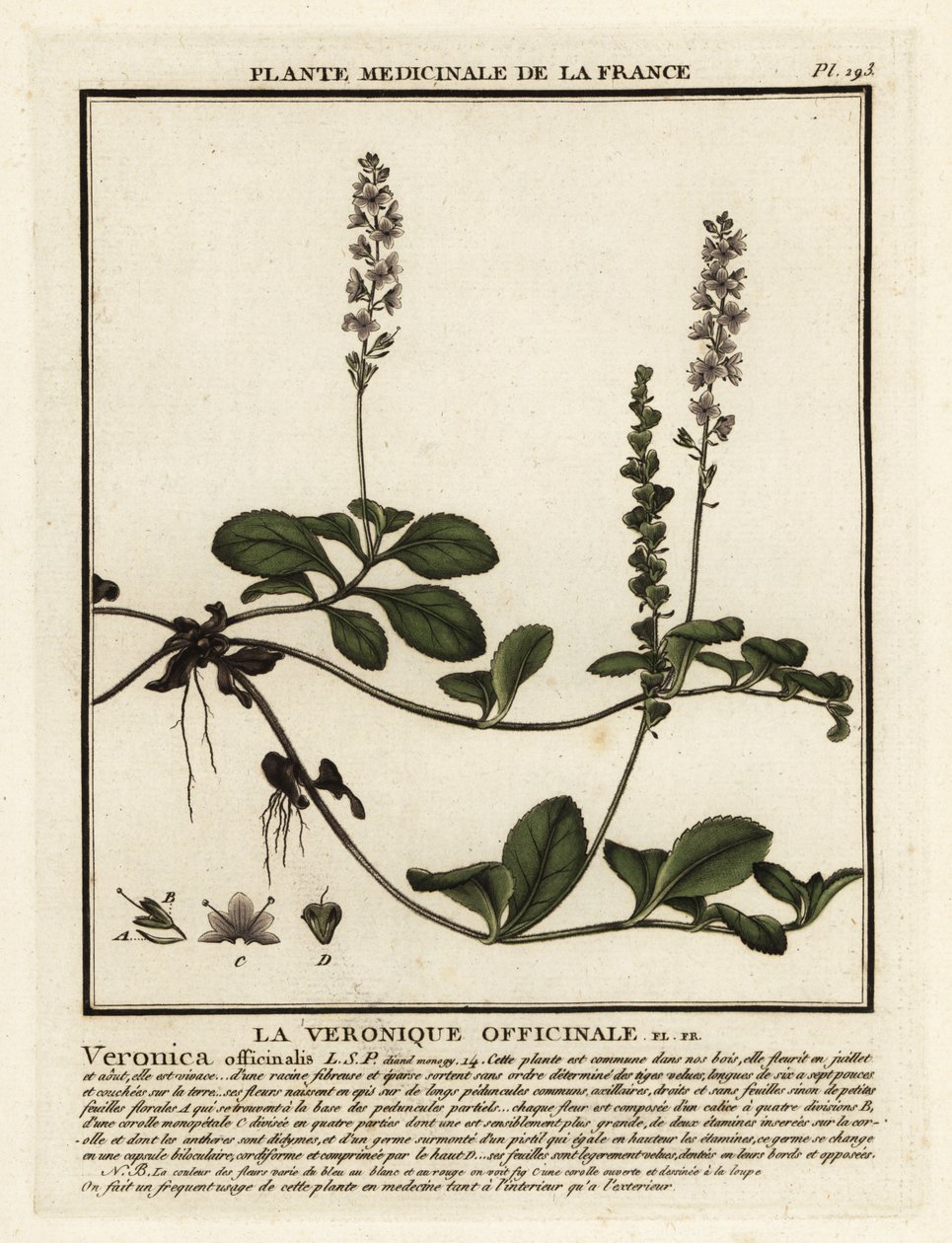 Ehrenpreis, Veronica officinalis von Unbekannter Künstler