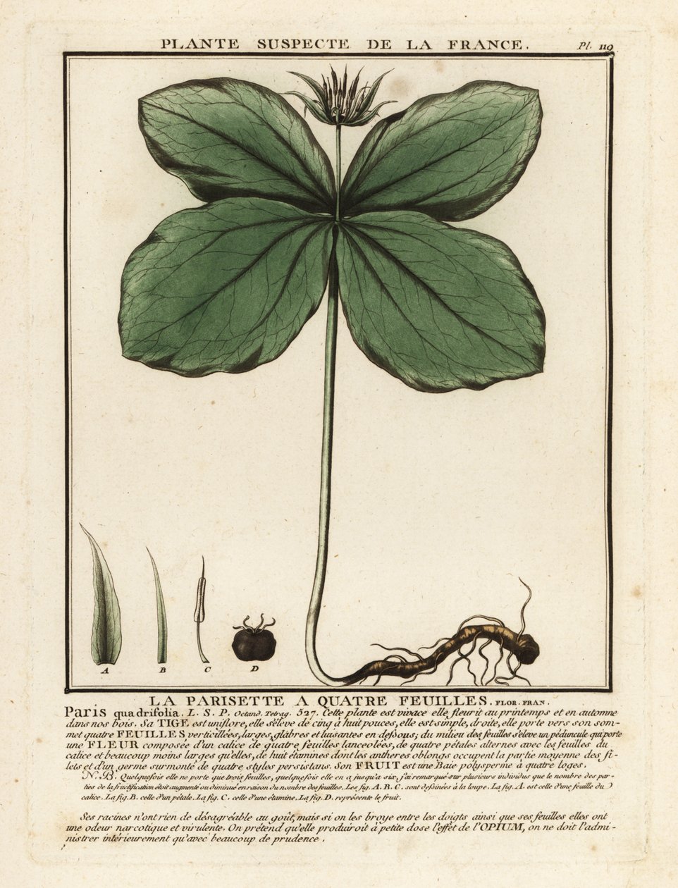 Einbeere, Paris quadrifolia von Unbekannter Künstler