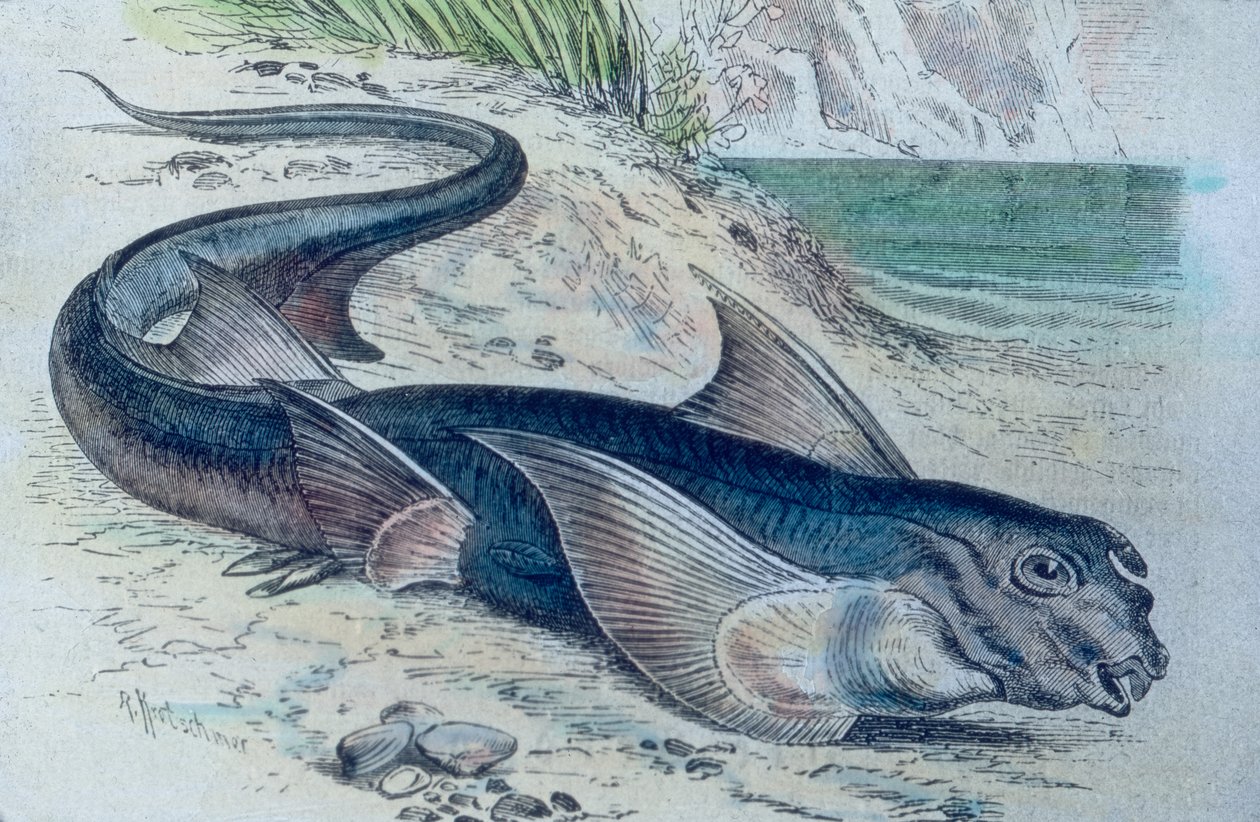 Illustration eines Chimären (Hydrolagus colliei) von Unbekannter Künstler