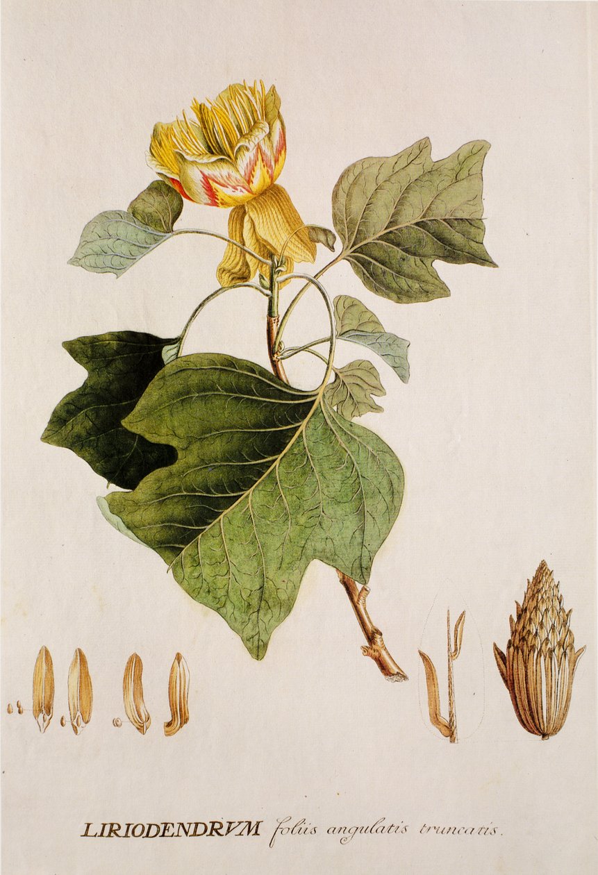 Liriodendron tulipifera/Tulpenbaum von Unbekannt
