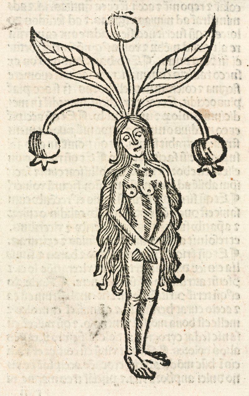 Alraune (weibliche Form) von Unbekannt