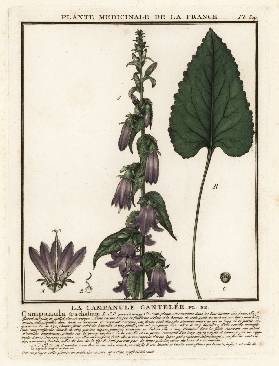 Nesselblättrige Glockenblume, Campanula trachelium von Unbekannter Künstler