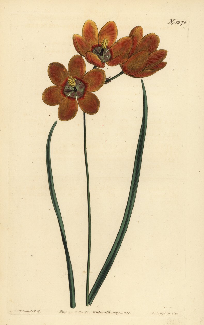 Orangefarbene Monadelphous Ixia, Ixia monadelpha von Unbekannt