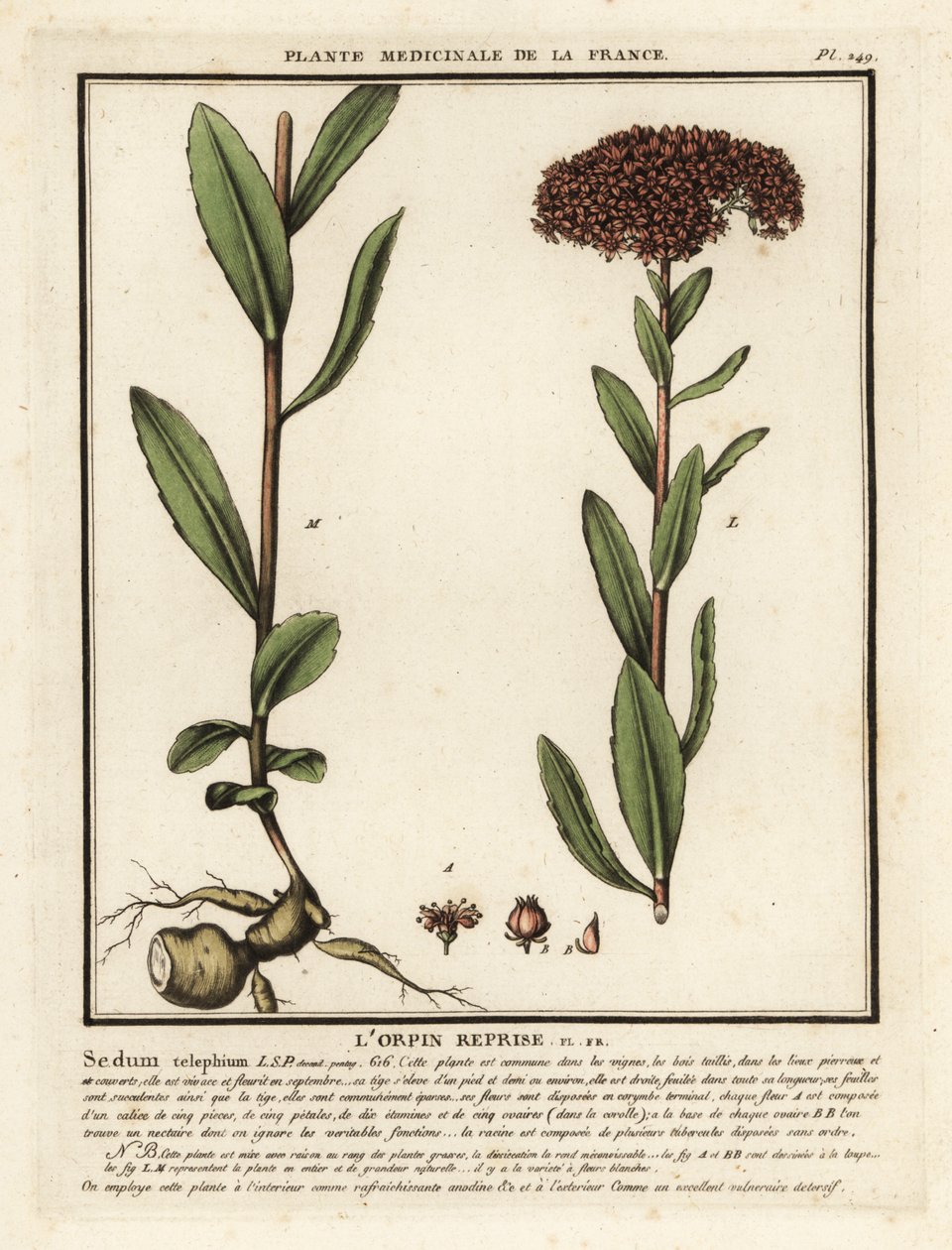 Große Fetthenne, Sedum telephium von Unbekannter Künstler