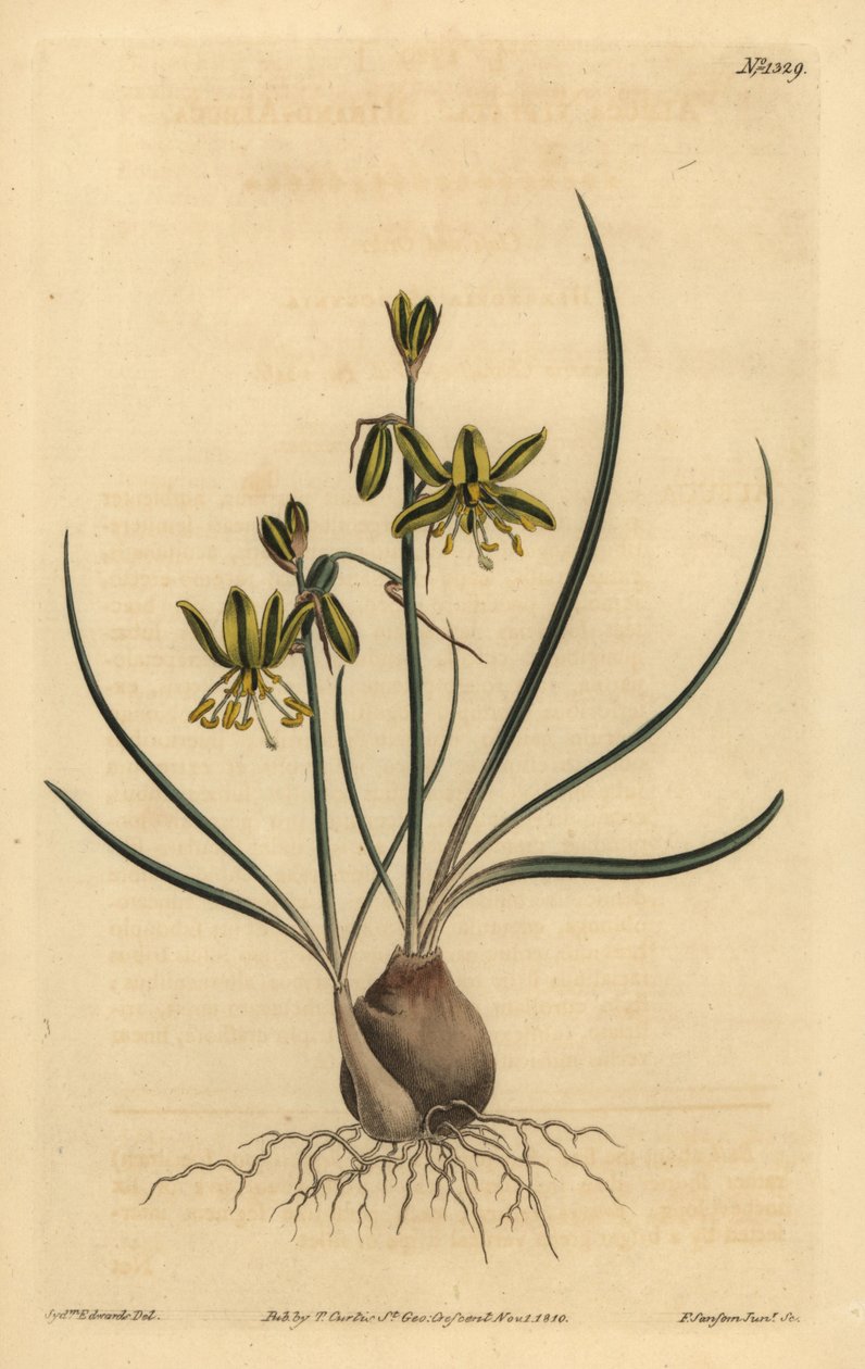 Riband-Albuca von Unbekannt