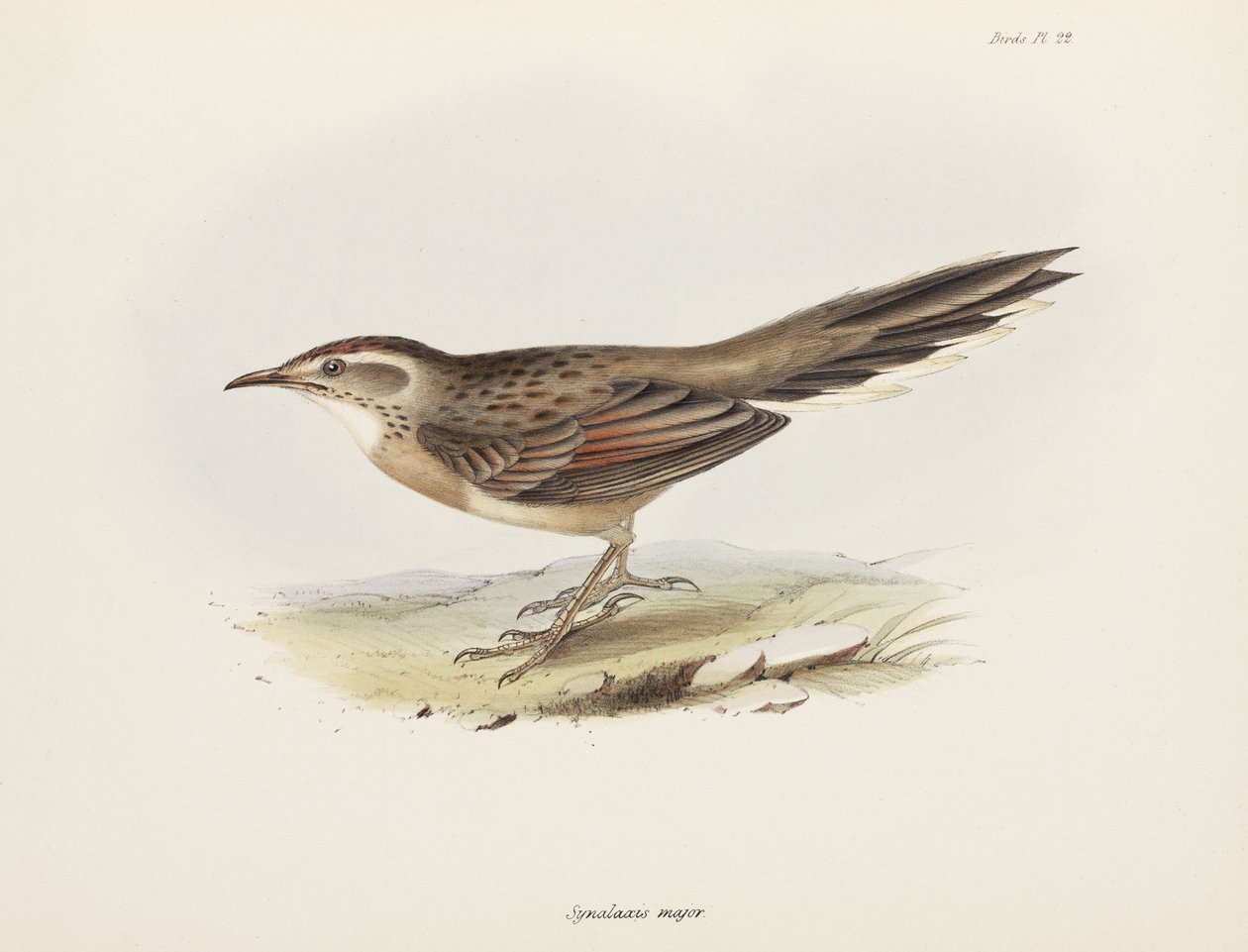 Spitzschwanz, Südamerika, ca. 1832-1836 von Unbekannter Künstler