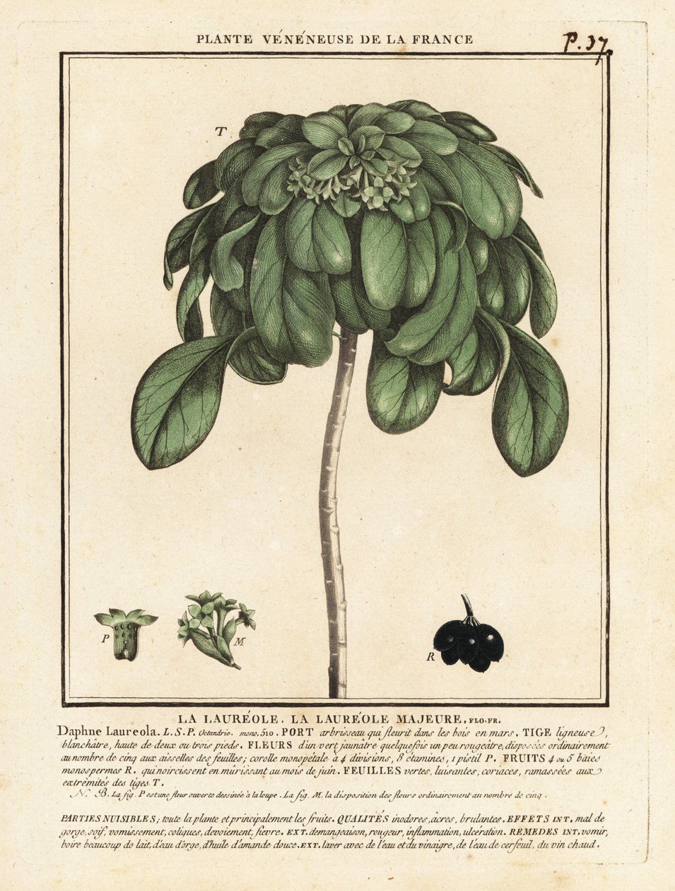 Seidelbast, Daphne laureola von Unbekannter Künstler