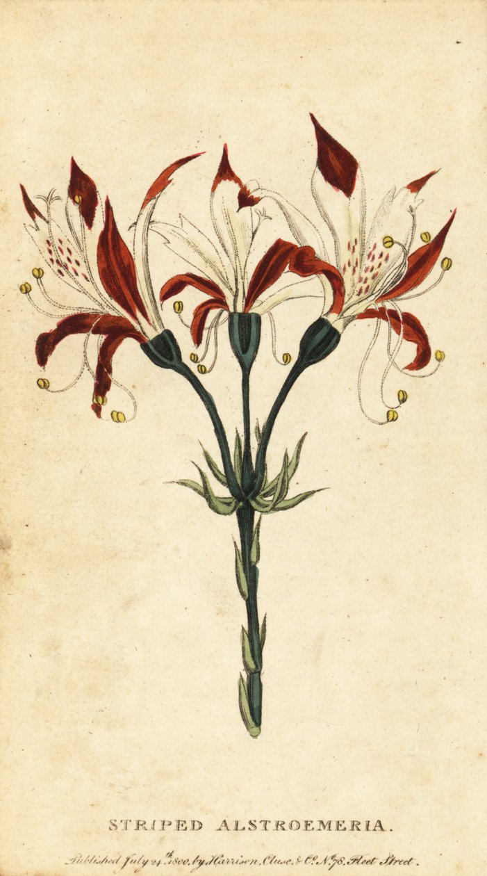 Gestreifte Alstroemeria, Alstroemeria ligtu, 1800 (Gravur) von Unbekannter Künstler