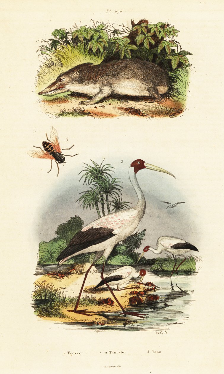 Tenrek, Storch und Bremsen, 1834-1839 (Gravur) von Unbekannter Künstler