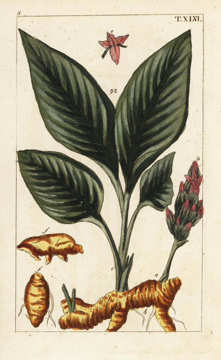 Kurkuma, Curcuma longa von Unbekannter Künstler