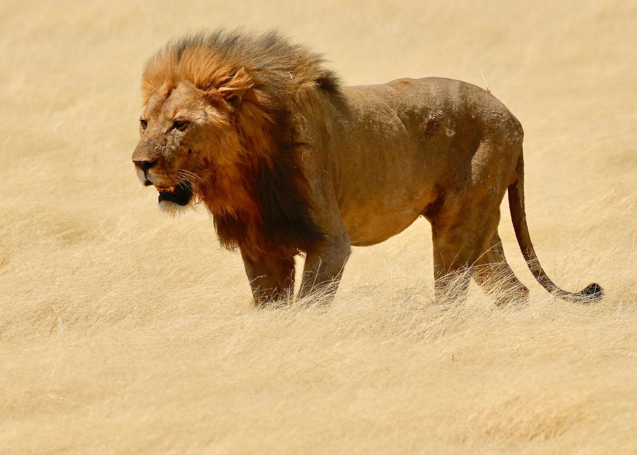 Krieger, Etosha von Unbekannter Künstler