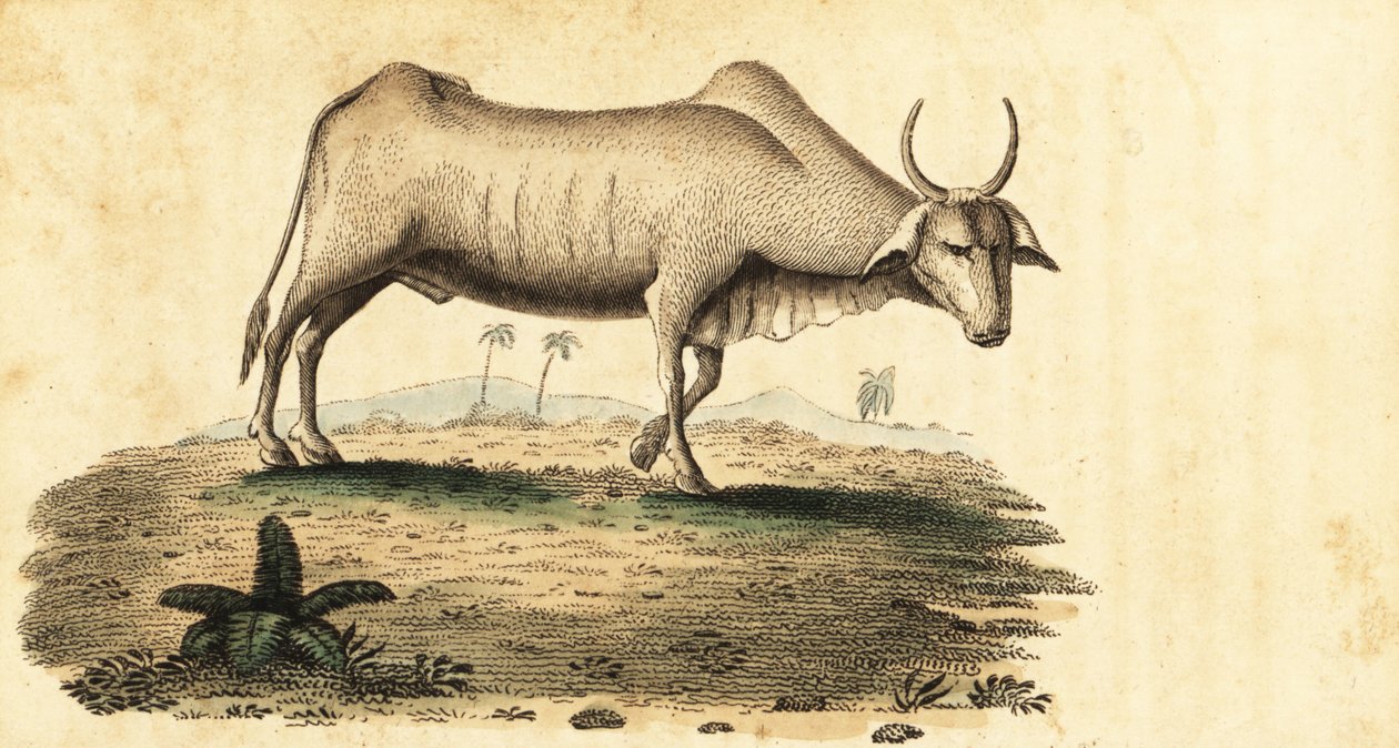 Wasserbüffel, Bubalus bubalus, 1800 (Gravur) von Unbekannter Künstler