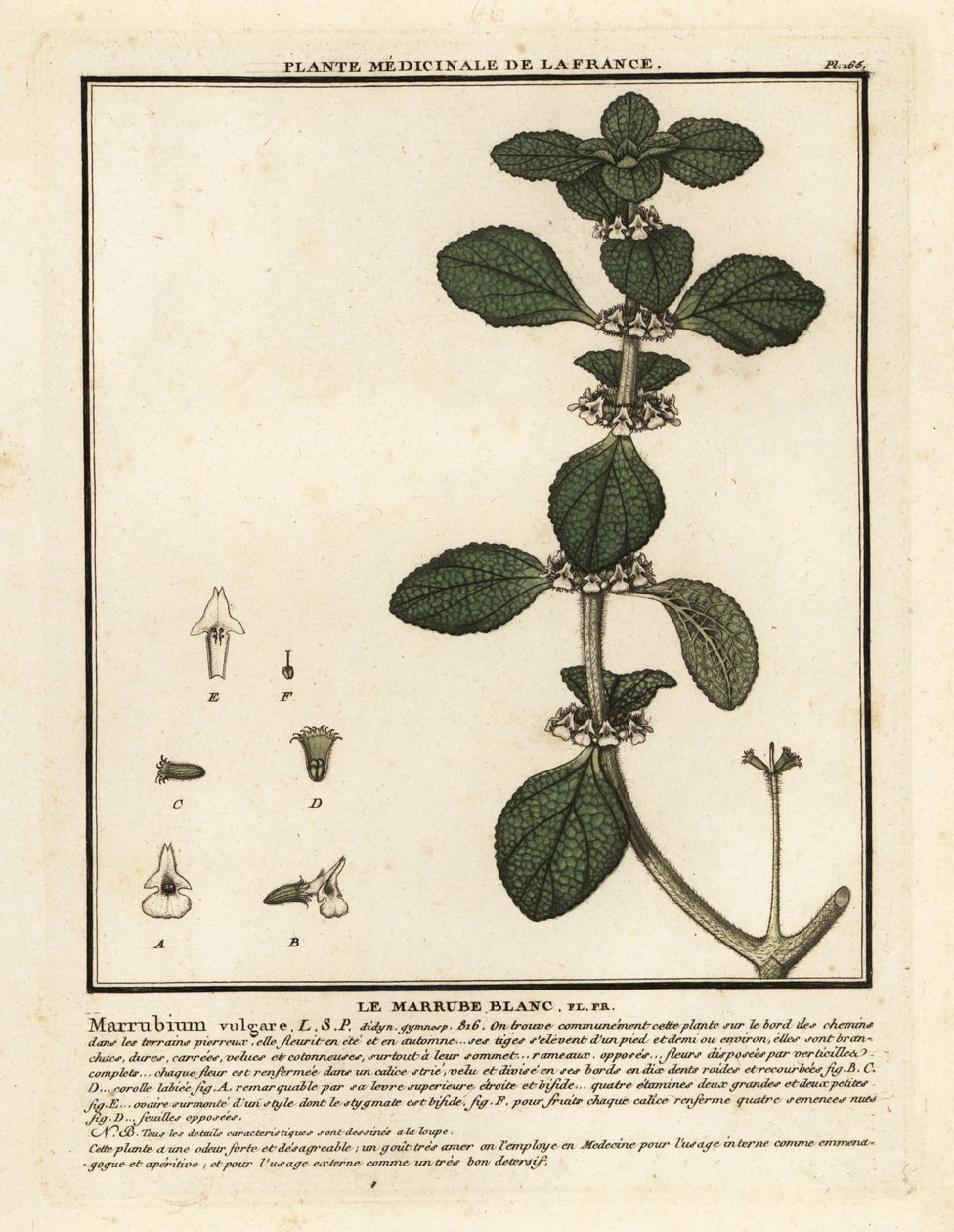 Weißer Andorn, Marrubium vulgare von Unbekannter Künstler