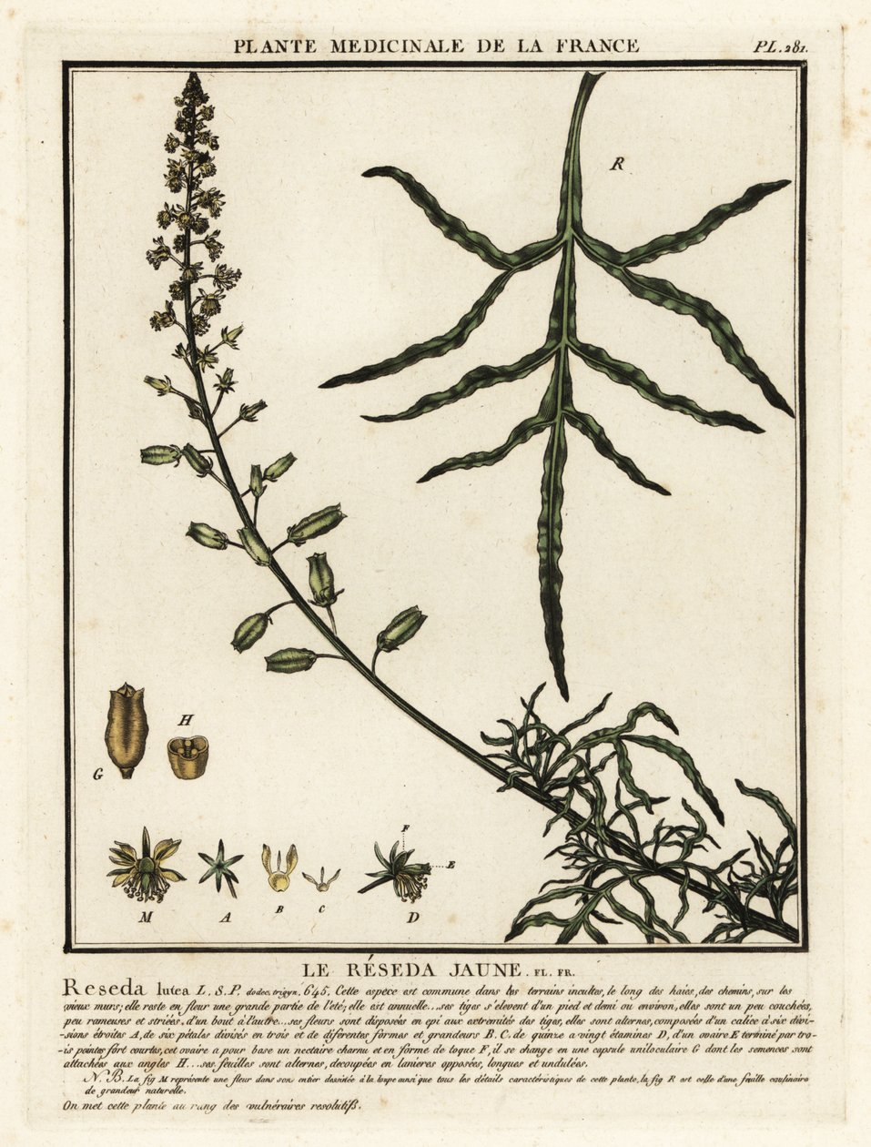 Gelbe Resede, Reseda lutea von Unbekannter Künstler