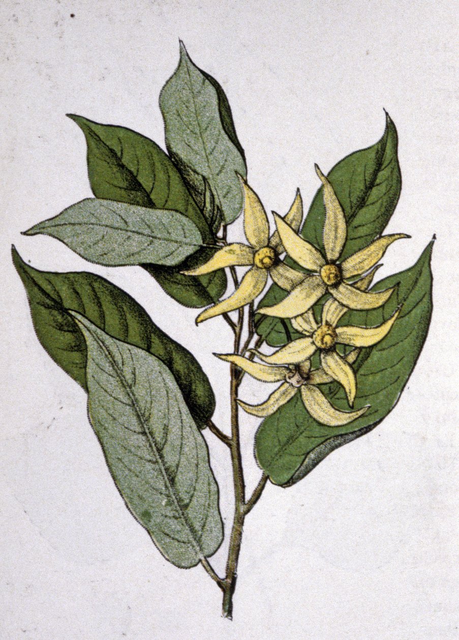 Ylang Ylang, frühes 20. Jahrhundert (Gravur) von Unbekannter Künstler