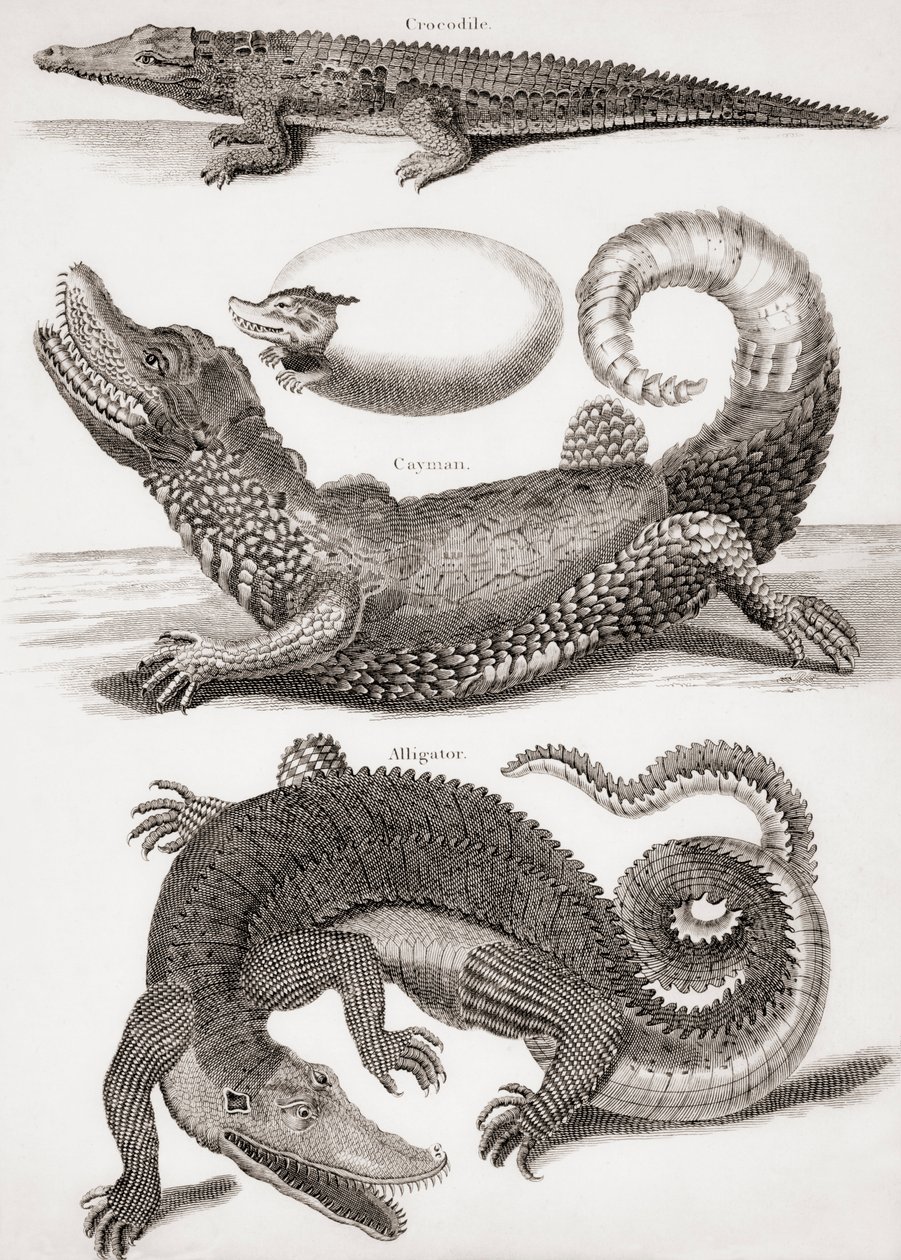 Krokodile: Krokodil, Kaiman und Alligator von Unbekannt Unbekannt