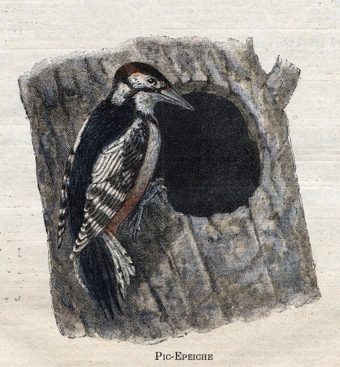 Nützliche Vögel für die Landwirtschaft: Specht von Unknown artist
