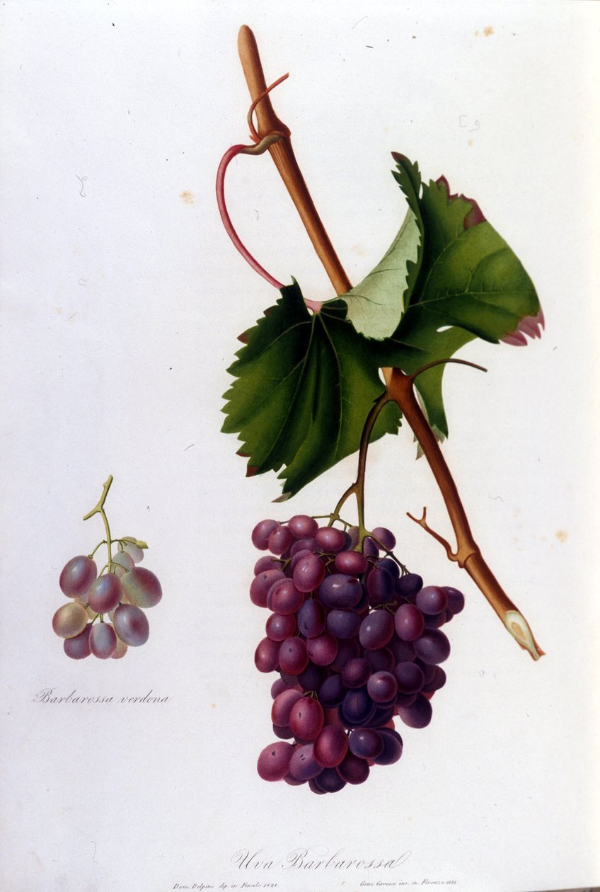 Schwarze Trauben. Gravur aus dem 19. Jahrhundert von Unknown artist