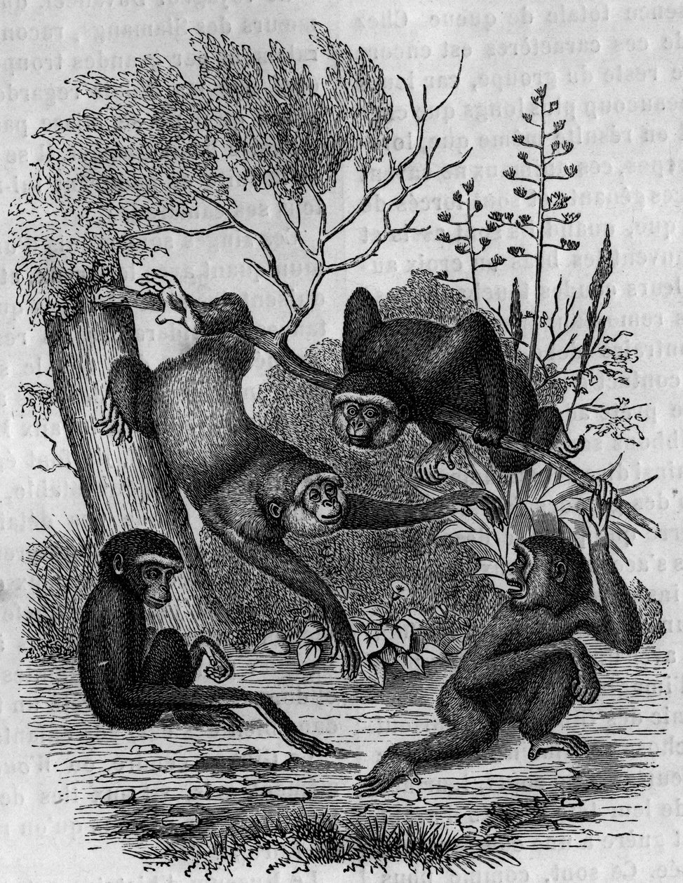 Gravur, die die Gibbons Hoolock von Indien darstellt. von Unknown artist