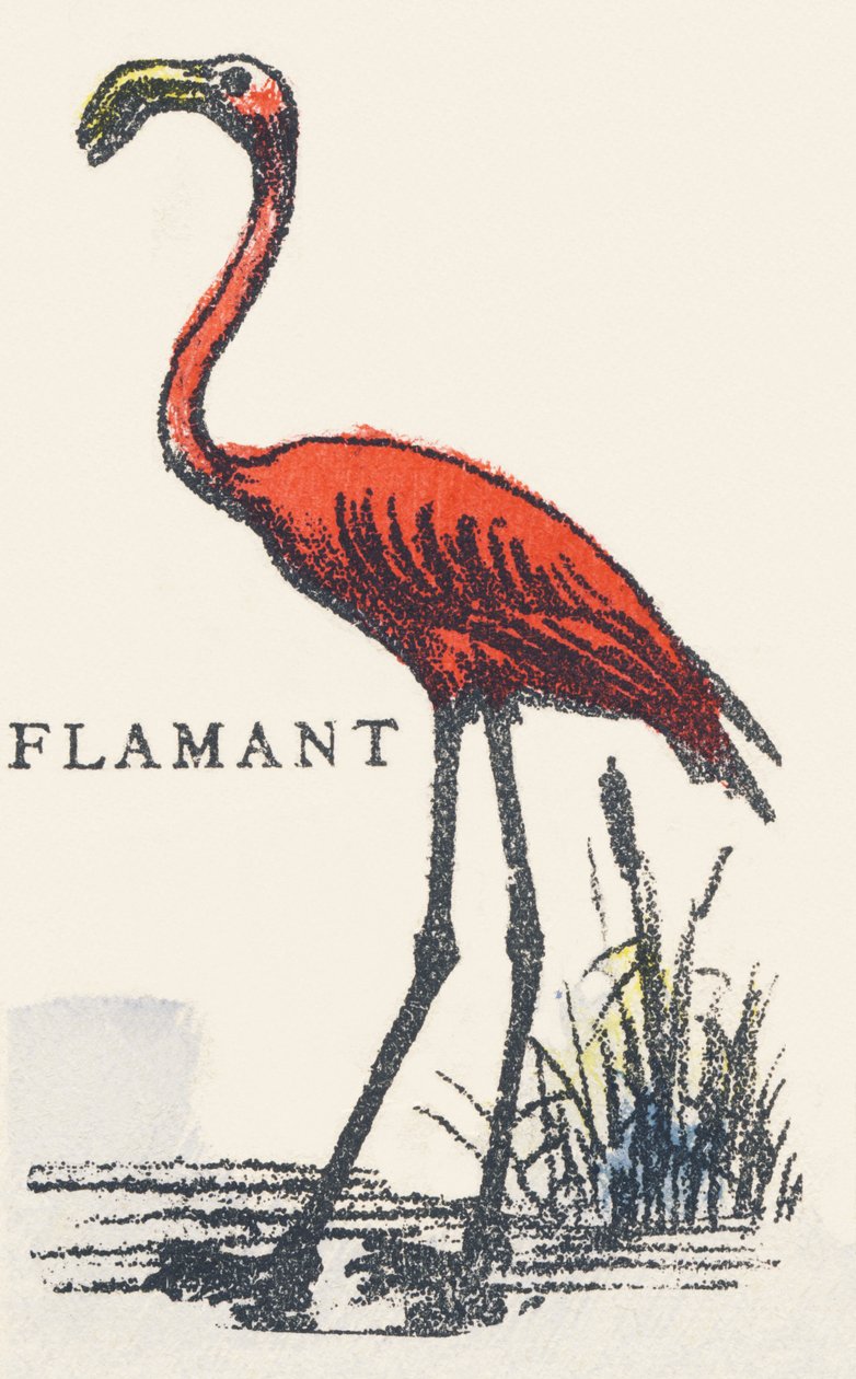F: Flamingo von Unknown artist