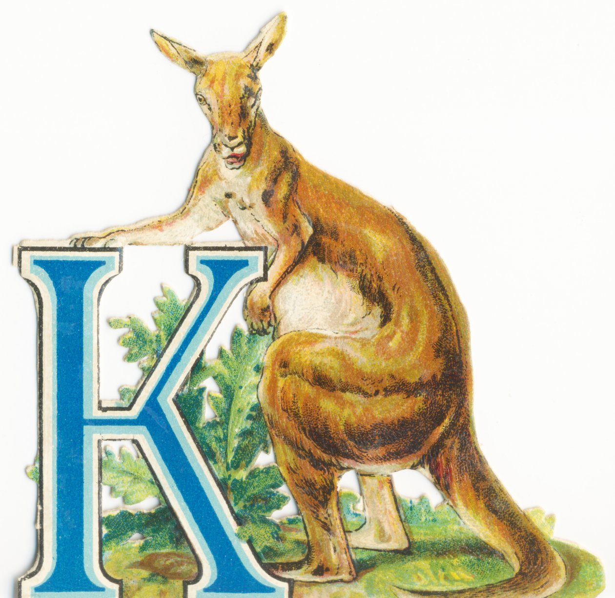 K: Känguru von Unknown artist