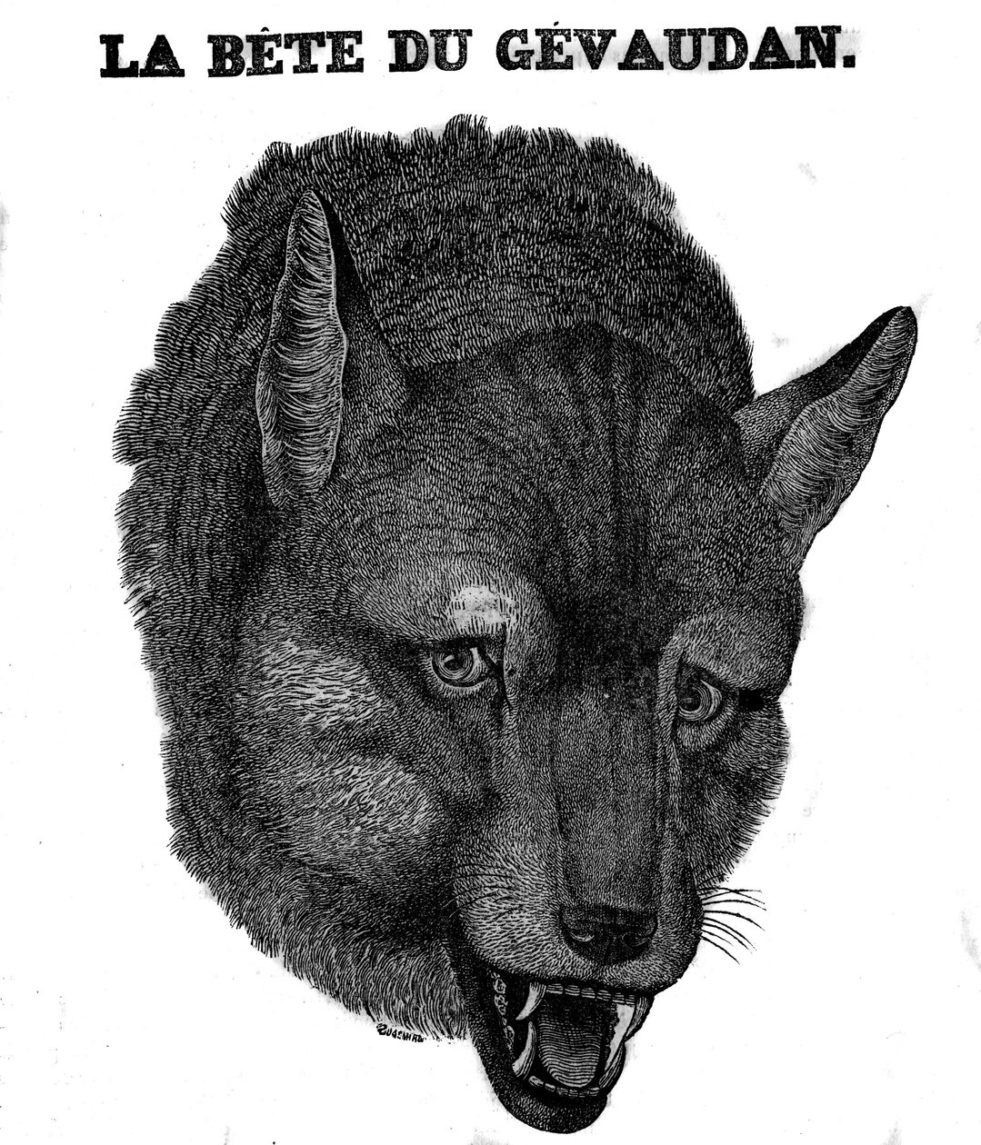 Darstellung der Bestie von Gévaudan von Unknown artist