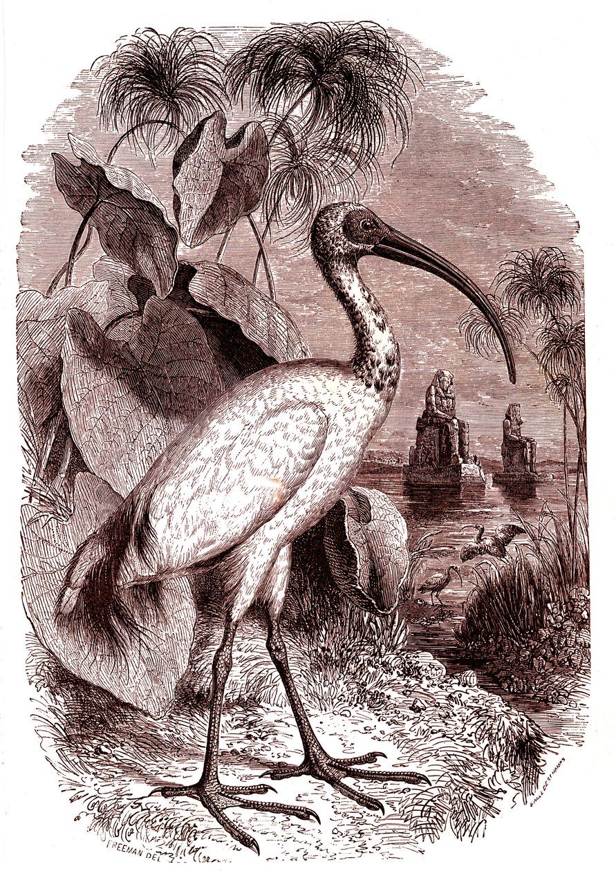 Der heilige Ibis der Ägypter von Unknown artist