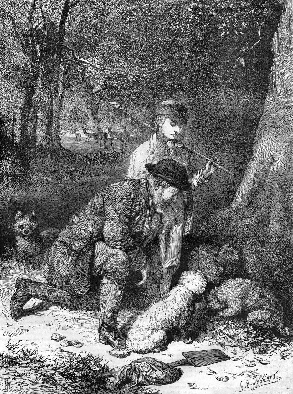 Die Trüffel. Gravur von 1870. von Unknown artist