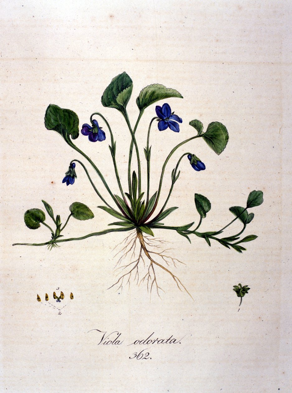 Veilchen. Gravur des 19. Jahrhunderts von Unknown artist