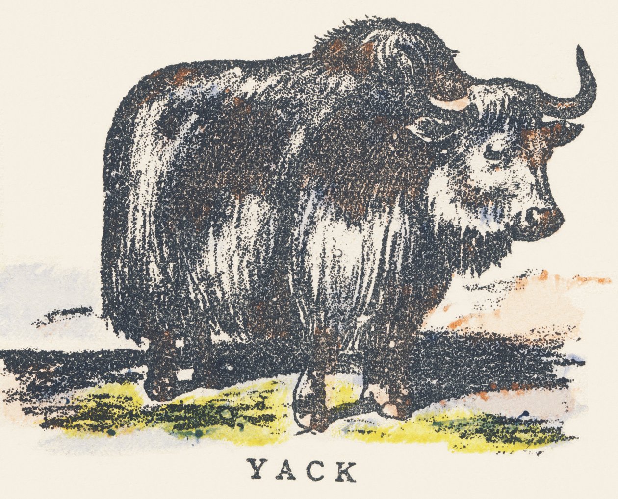 Y: Yak von Unknown artist