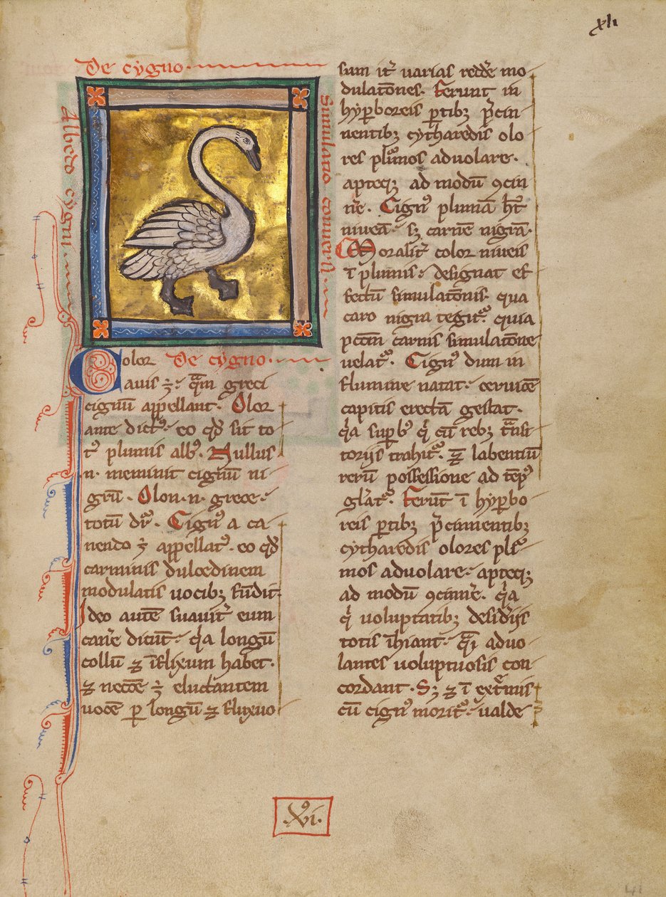 Ein Schwan von Unknown artist