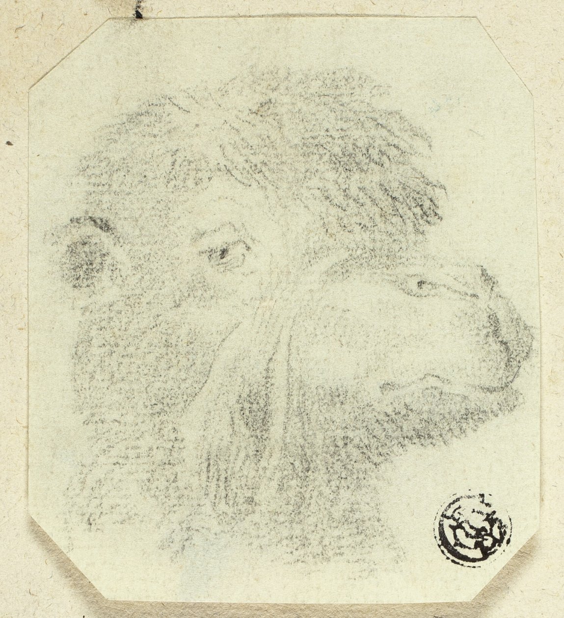 Kamelkopf nach rechts blickend von Unknown artist