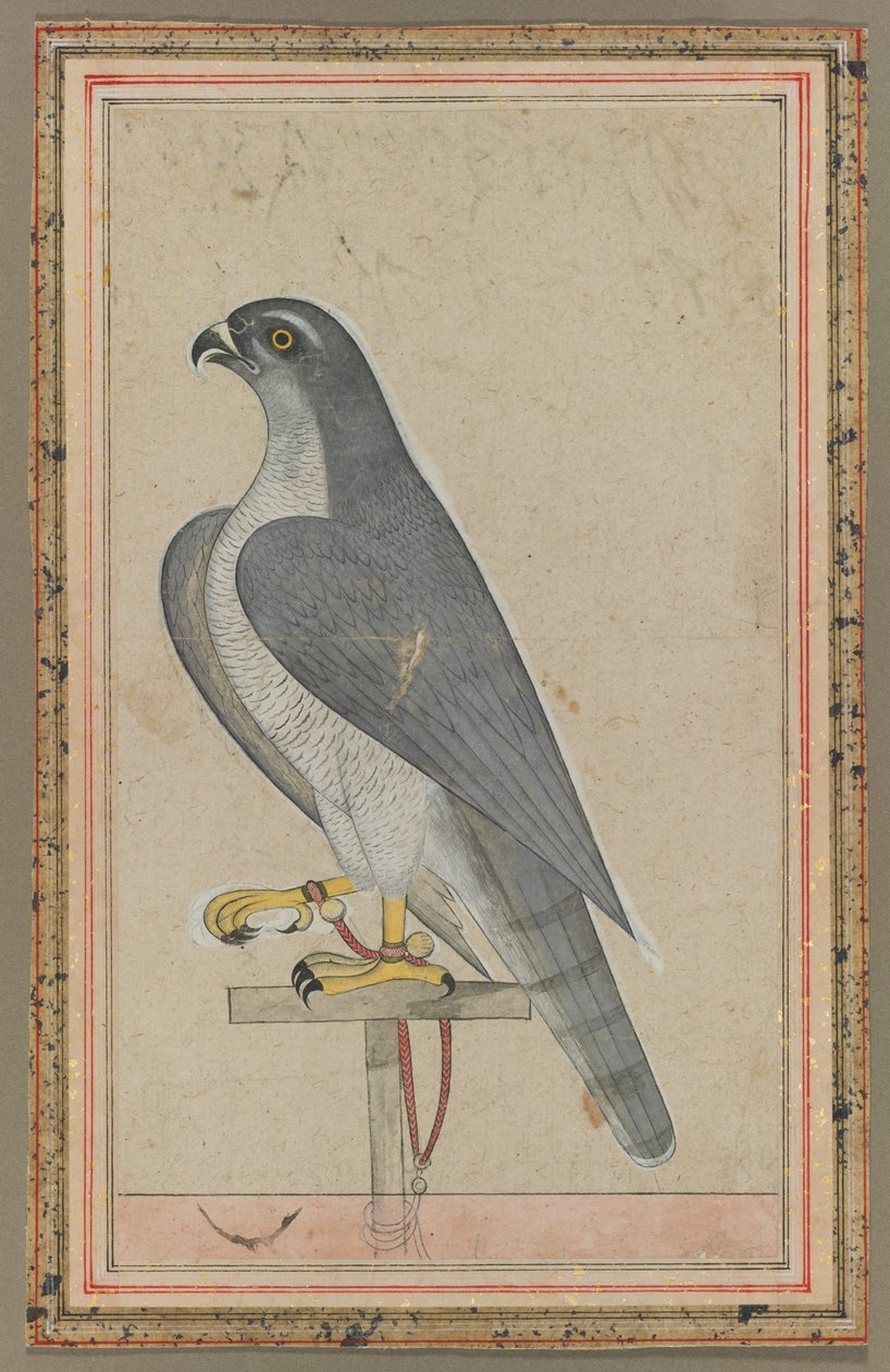 Falke von Unknown artist
