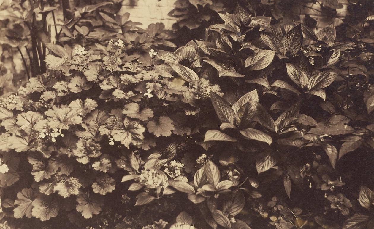 Blumen und Blätter von Unknown artist