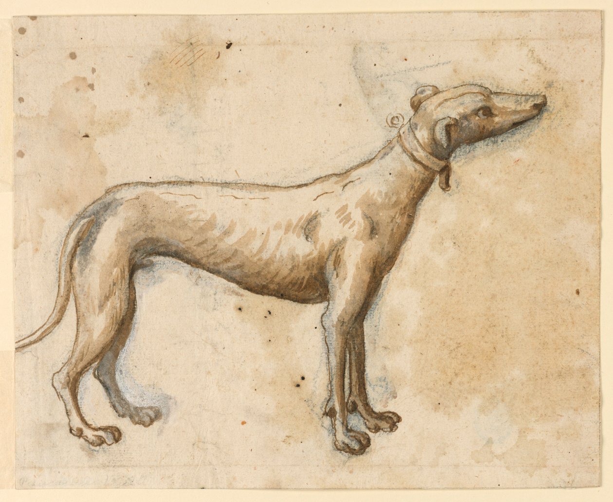 Windhund von Unknown artist
