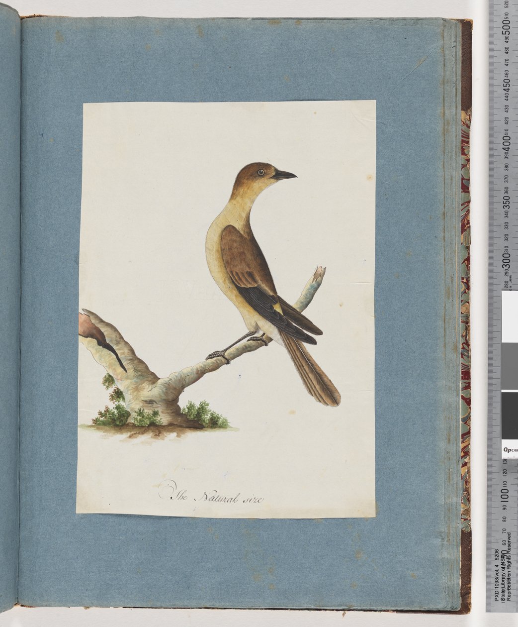 Seite 109. Unidentifizierter Vogel von Unknown artist