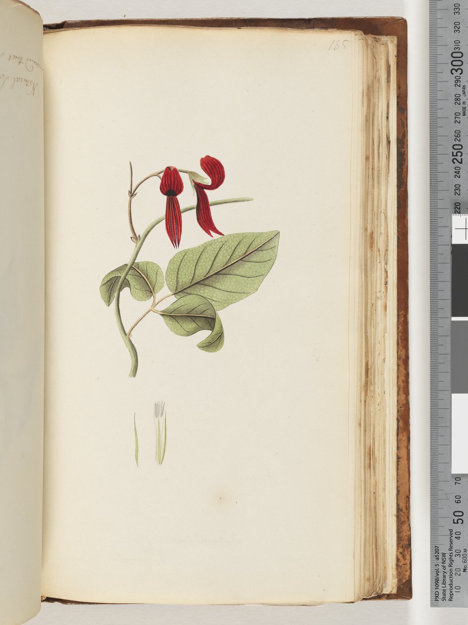 Seite 185. Unbekannte Pflanze von Unknown artist
